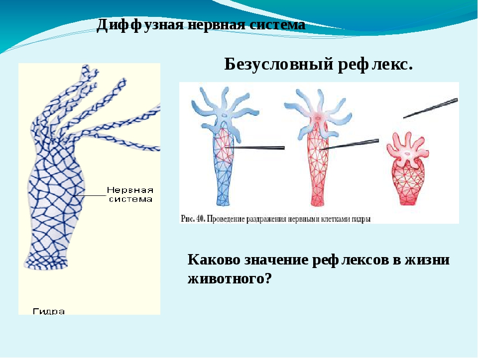 Кракен омг мега